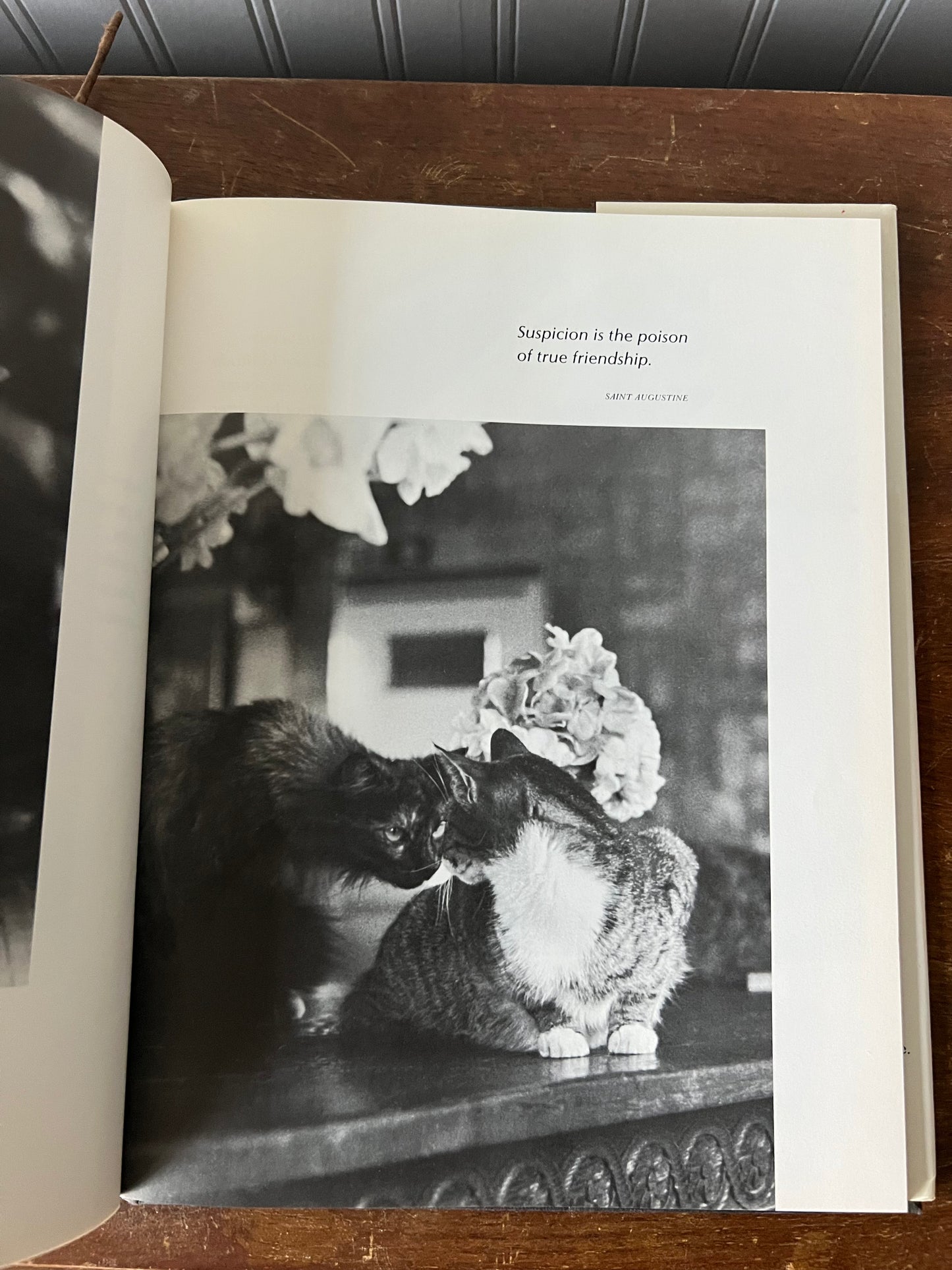 Cat lover gift