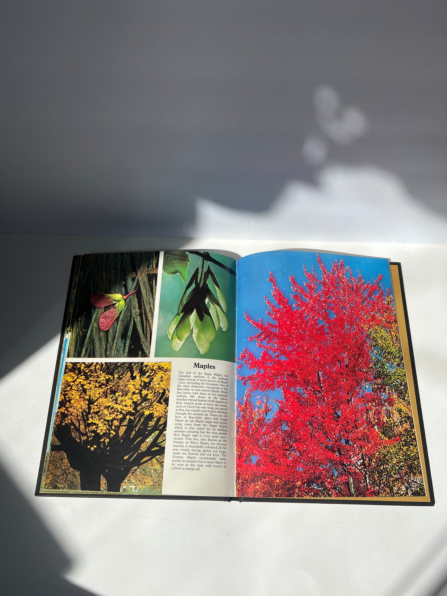 Vintage tree encyclopedia